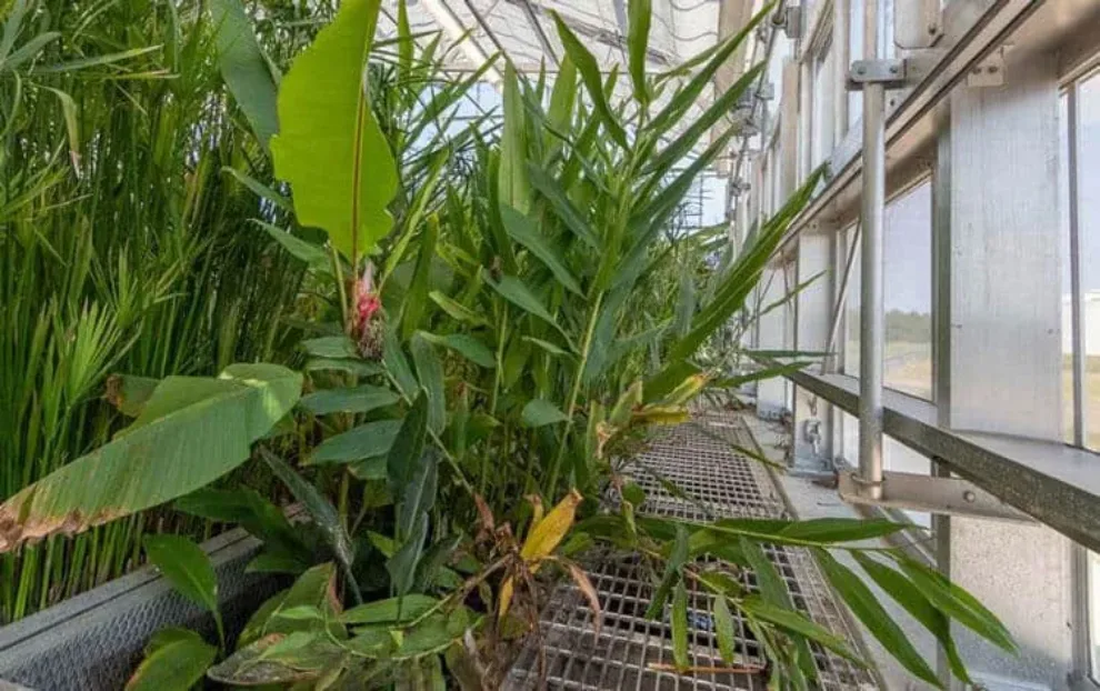 Ecosystem Reclamation Facility Uses Natural Processes to Treat Wastewater