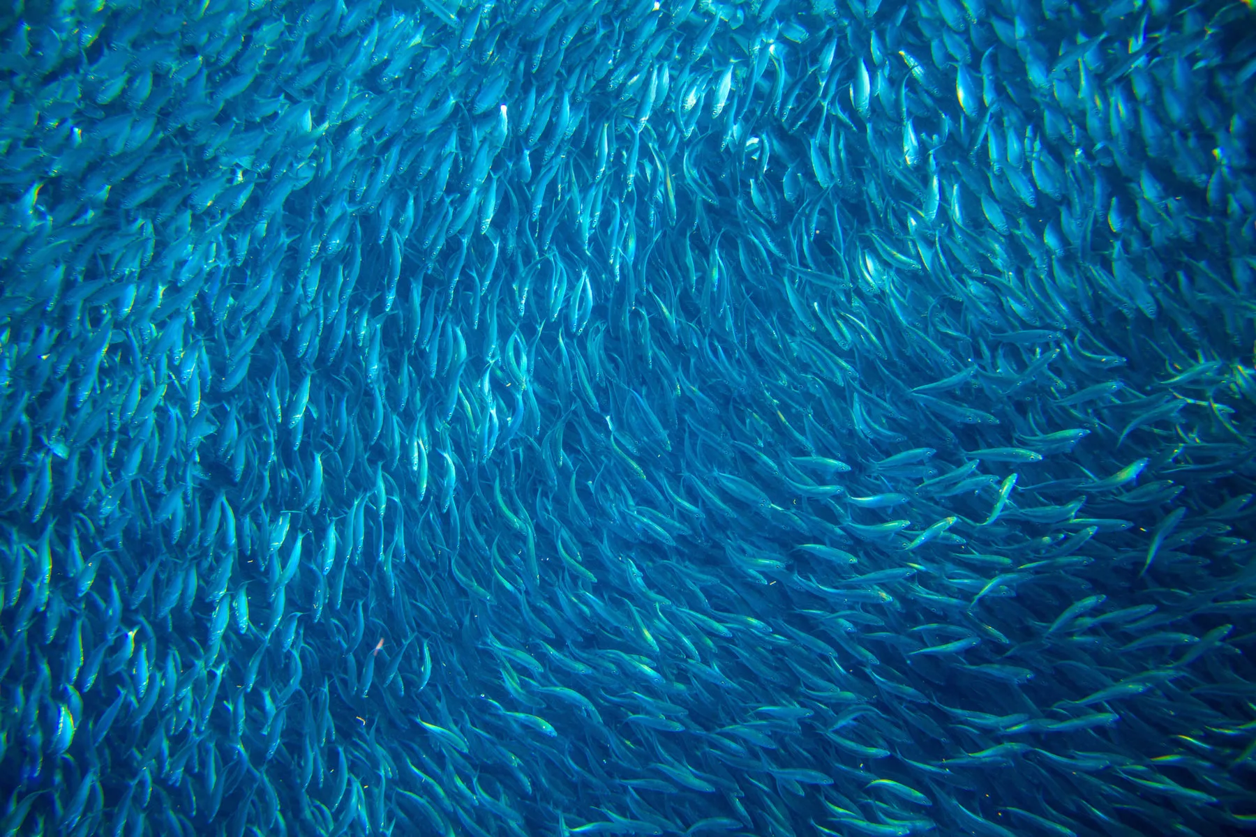 Saltwater sardine colony in ocean. Massive fish school undersea photo. Huge fish school swimming in seawater. Mackerel shoal. Oceanic wildlife. Sea sardines. Fishing for seafood. Salt water fish shoal | Atlas Selected to Provide Environmental Services Supporting Improved Fish Passage in Washington State