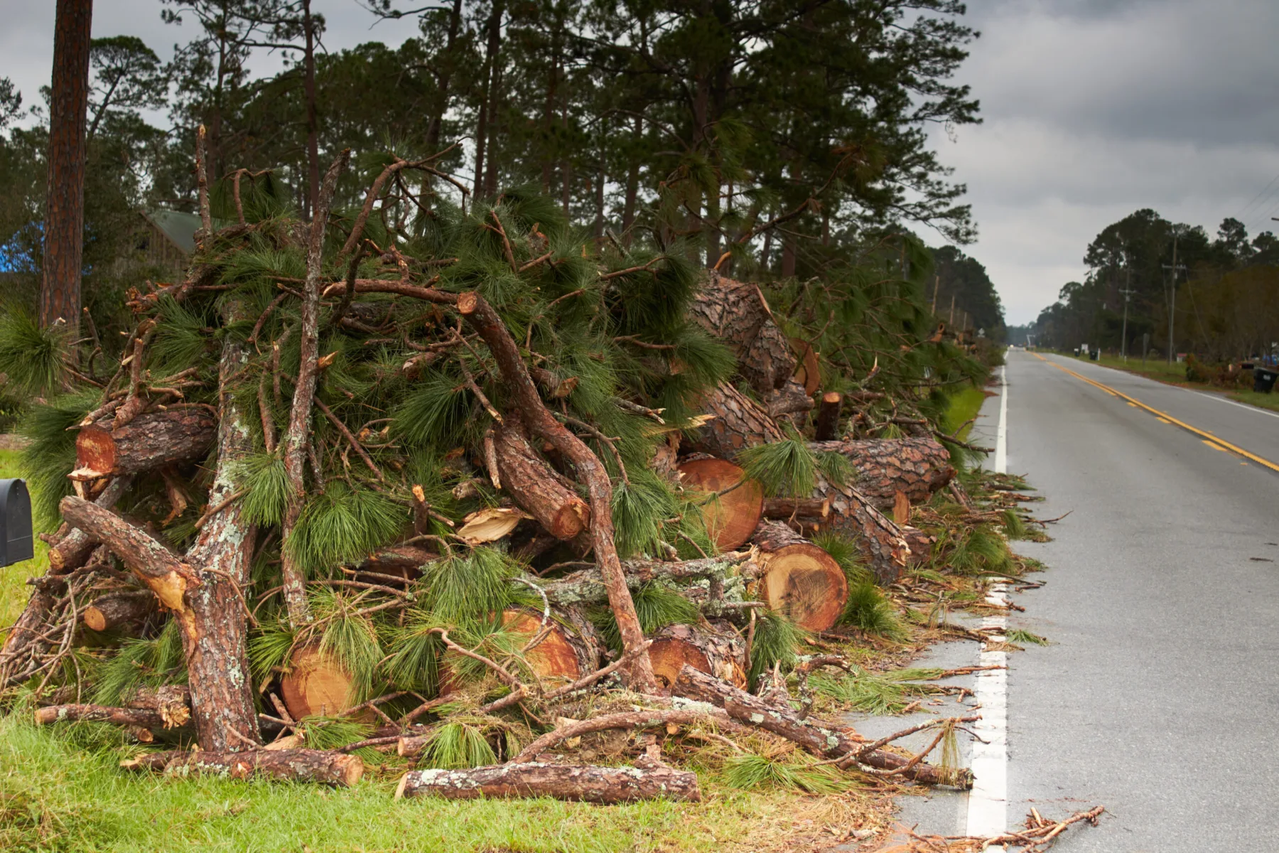 Asheville Nonprofit Echoes of the Forest Transforms Tragedy into Tribute