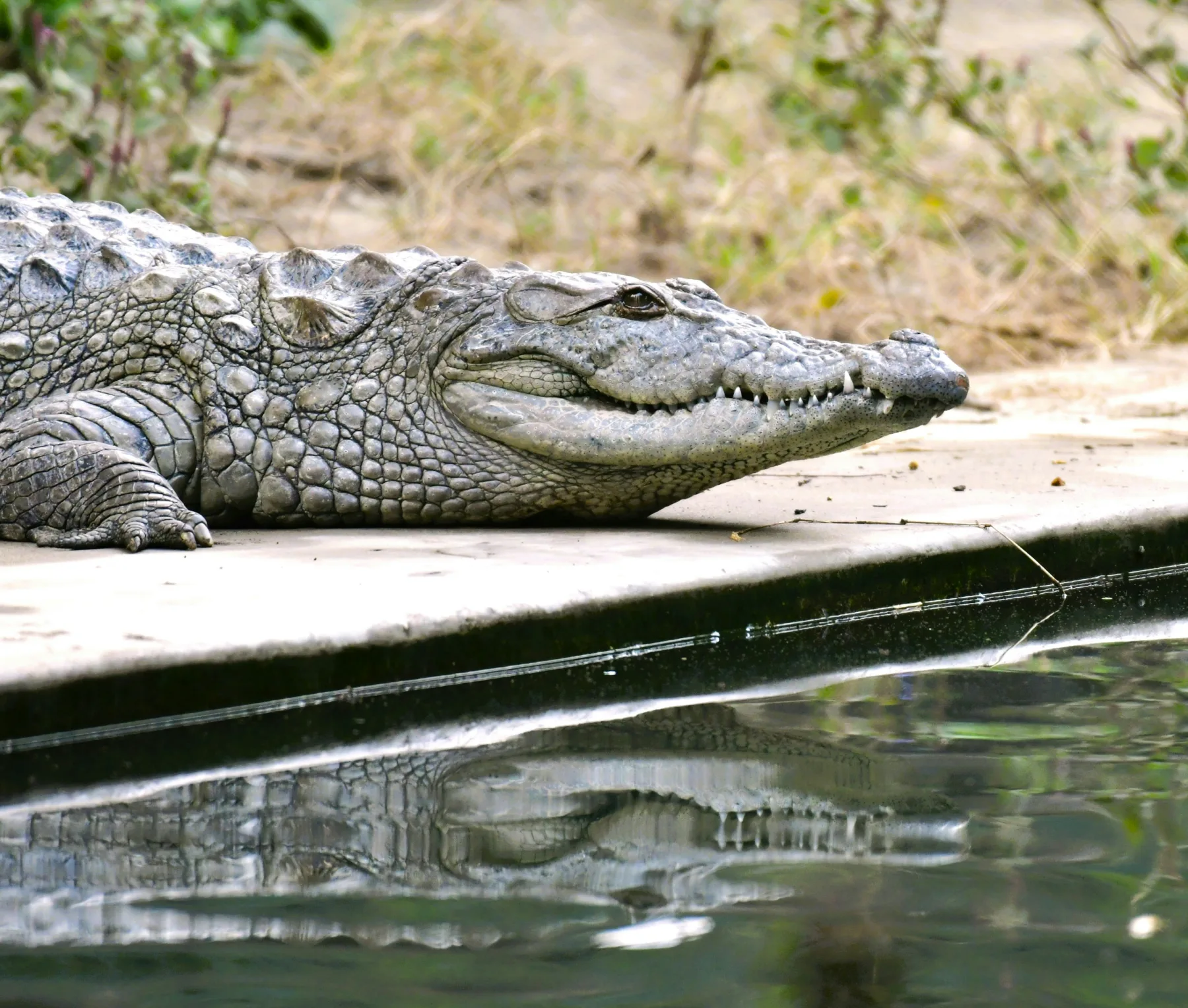 Crocodiles snap up benefits of custom wastewater treatment